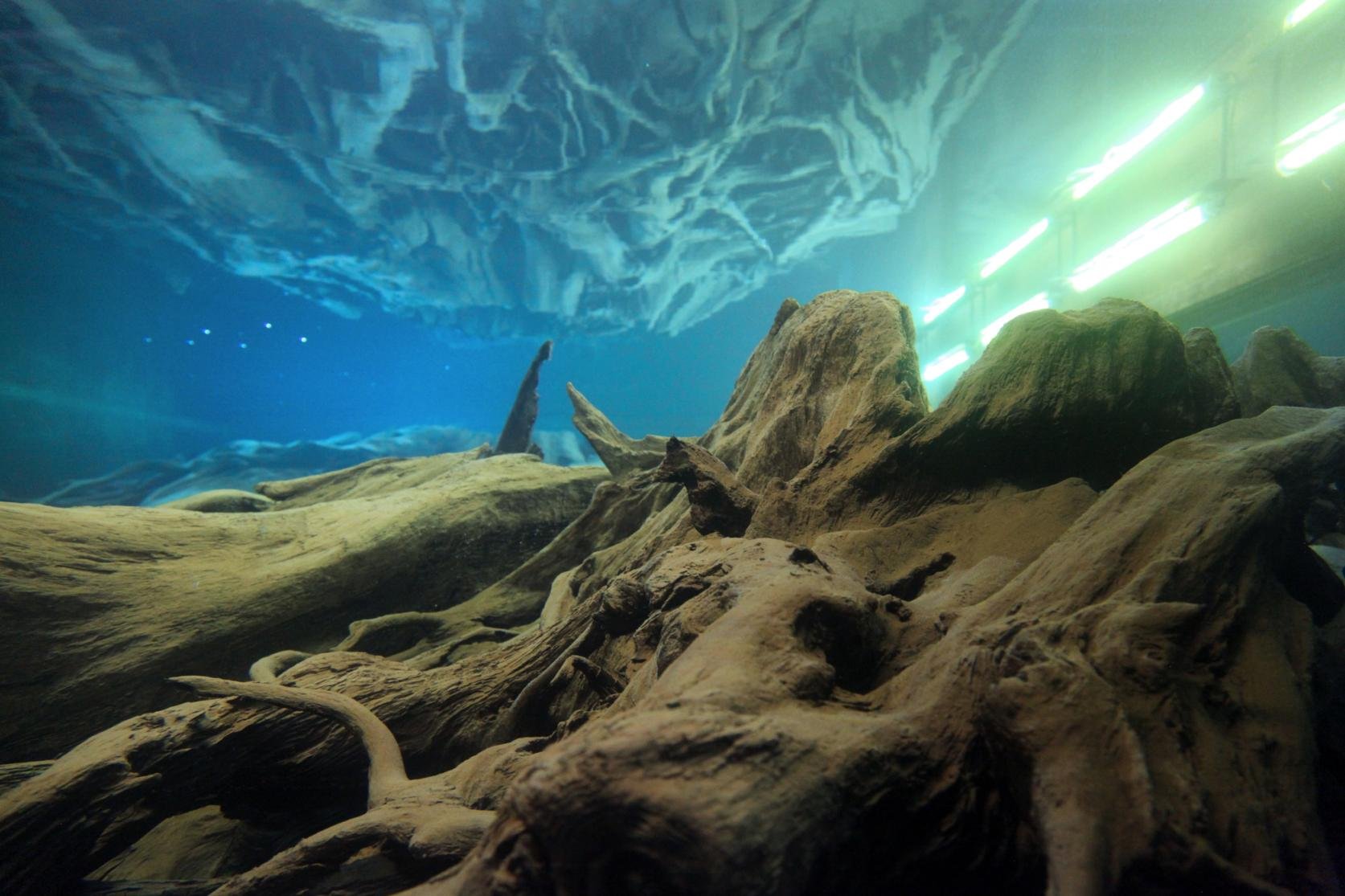 🌲 우오즈 매몰림 박물관(우오즈 마이보츠린 하쿠부츠칸) 이미지 9